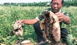 礼县网红吃瓜事件始末,一场网络舆论的风暴与反思